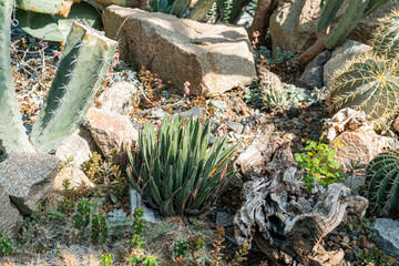 A vibrant, high-resolution image showcasing a garden of cacti and succulents against natural stones...
