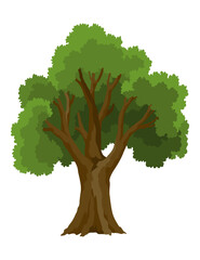 Kind of tree icon . Deciduous plant. Green crowns and lush foliage with natural brown trunks and branches. Vector cartoon illustration