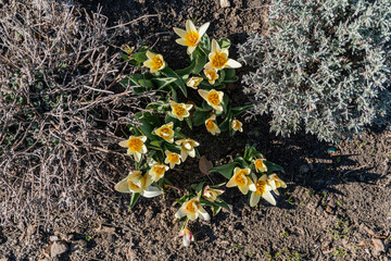 Close-up of yellow daffodils blooming in an open field, signifying springtime and natures revival