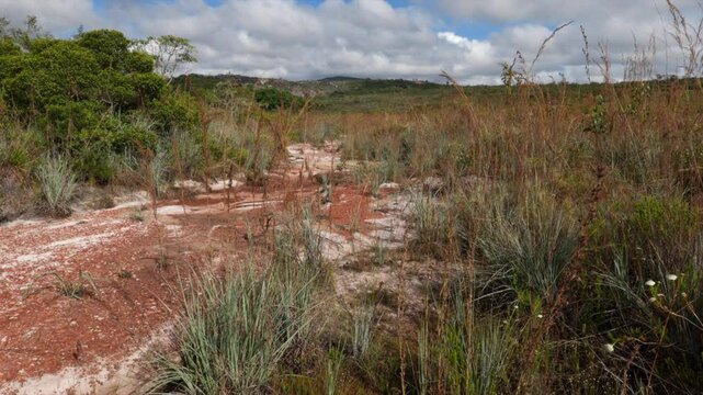 Open dry tall grass savanna cerrado with flowers in tropical habitat in South America Brazil