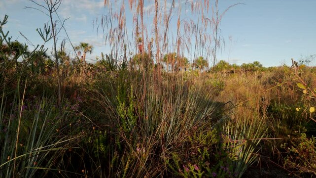 Open dry tall grass savanna cerrado with flowers in tropical habitat in South America Brazil
