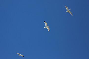 Three seagulls soar high in a vivid blue sky, captured mid-flight with wings spread, symbolizing freedom and natural motion.