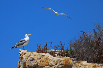 One seagull stands alert on a sunlit cliff edge while another glides in the clear blue sky, capturing coastal bird life.