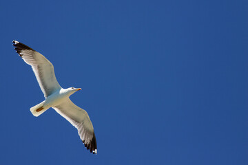A lone seagull glides gracefully through a cloudless deep blue sky, its wings fully extended in effortless flight and freedom.