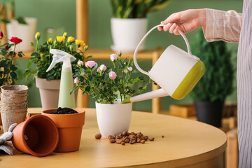 Woman watering beautiful roses in pot at home. Closeup