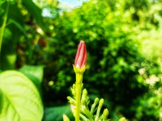 Close-up of a vibrant red flower bud poised to bloom, with delicate petals tightly wrapped and rich color hinting at the beauty soon to unfold, set against a soft green natural background.
