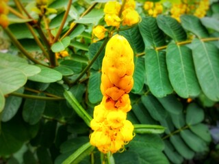 Close-up of a Candle Bush (Senna alata) showcasing its bright yellow, torch-like flowers and lush green leaves, highlighting the plant's unique structure and tropical beauty.
