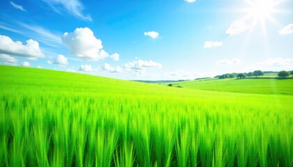 Obraz premium A lush field of vibrant green herd grass, swaying gently in the breeze, under a bright summer sky Perfect for agricultural, environmental, and nature-themed projects , natural, organic, nature