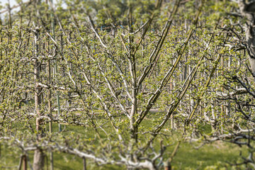 Late spring or early summer apple orchard scene with blooming white apples, neat rows of trees, contrasting grassy area, daytime natural lighting