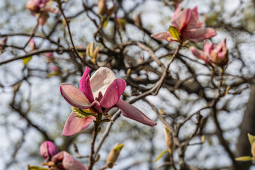 Close-up of pink blossoms on bare branches against a clear sky, vibrant petals and stamens, diffused lighting, early spring or late autumn, no texts, people or other objects