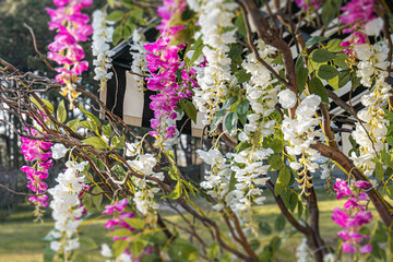 Close-up of a blooming pink-flowered plant with green leaves, daytime outdoor setting, wooden...