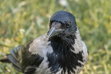 Blackbird perched on grass, black body with iridescent wings and white speckles, outdoor natural setting, shallow depth of field, candid style, three-quarter view