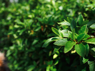 植物が生い茂った森の中の木と葉　オーガニック
