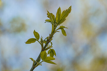 Close-up of slender bamboo branch with leaf, outdoor setting, soft natural light filtering, texture...