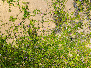 Top view beach sand texture and green grass flowers on the beach.
