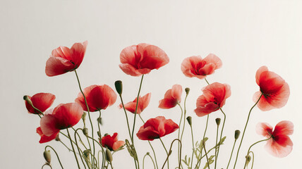 Fototapeta premium 白背景に映える赤いポピーの花々