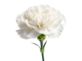 Carnation flower png pink carnation png floral bloom png garden flower png decorative carnation png cut flower png flowering plant png transparent background image