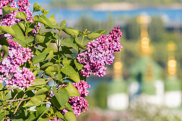 A tranquil composition of vibrant flowers and an architectural structure, both nestled by a body of...