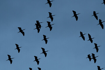 Glossy Ibises Scattered Across Open Sky in Flight