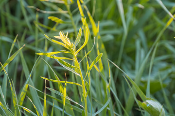 Close-up view of weathered green grass with yellow tips against a blurred outdoor backdrop,...