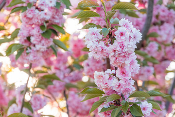 Close-up of pink and white cherry blossoms in bloom against a blurred background, possibly outdoors...
