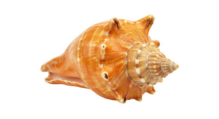 Isolated Seashell