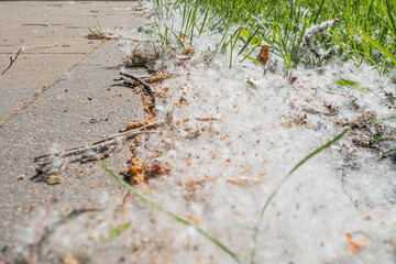 Close-up image of a dandelion seed head accumulation on sidewalk, white and light fluff contrasting with dark pavement, overcast day lighting