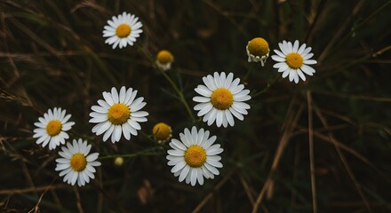  Chamomile Flowers in a Field with Soft Light