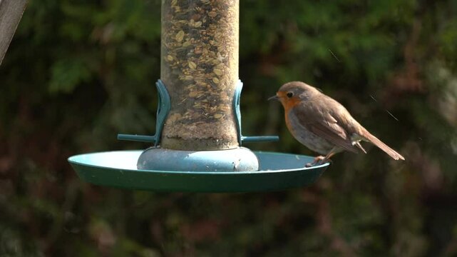 robin at the feeder