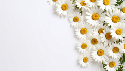 Fototapeta premium White daisy flower with yellow center arranged on white background, creating fresh and cheerful spring or summer floral border with copy space for text