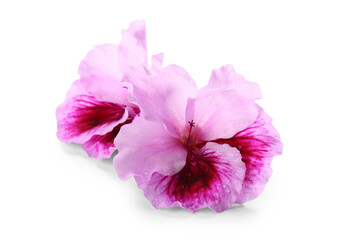 Naklejka premium Beautiful purple edible flowers on white background