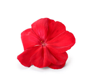Beautiful red edible flower on white background