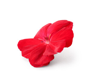 Beautiful red edible flower on white background