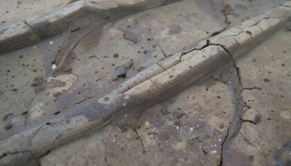 close up of a lizard