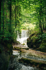 Waterfall in the Forest