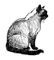 Sketch of one siamese cat sitting, pet, profile,realistic hand drawing, vector illustration isolated on white