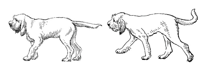 Contour drawings of two white cute dogs breed Italian spinone, pointers, hunting walking, profile, realistic sketch, vector illustration