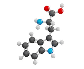 Tryptophan (Trp) molecule isolated on transparent background. Essential amino acid. Molecular formula: C11H12N2O2. Chemical model: Ball and stick. 3D illustration.