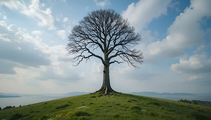 lonely tree in the field