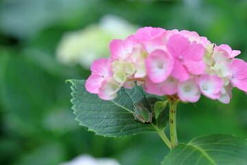 雨蛙　ピンクの紫陽花で日差しを避ける　（高知県　香南市　のいちあじさい街道）