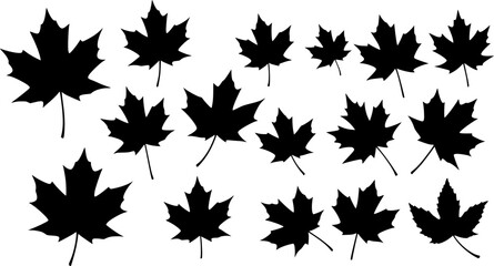 maple leaf silhouettes. vector set. PNG white background
