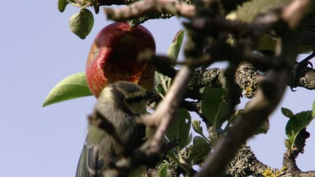 two blue tits fighting over apple in apple tree