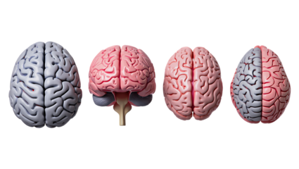 Four views of a human brain model isolated on white background