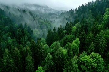 Obraz premium Atmospheric aerial view of a dense forest in the mountains shrouded in fog and mist at dawn