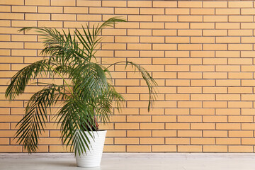 Palm plant near brick wall