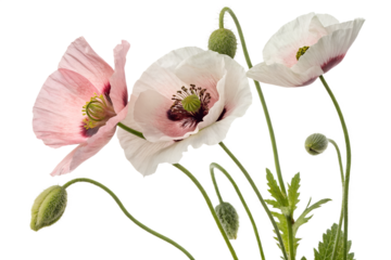 white papaver somniferum isolated on white