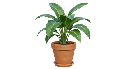 Isolated Potted Plant