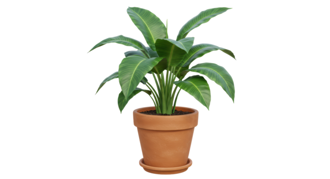 Isolated Potted Plant