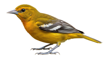 Isolated Baltimore Oriole Bird