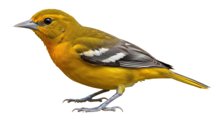 Isolated Baltimore Oriole Bird